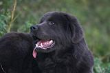 DOGUE DU TIBET 613